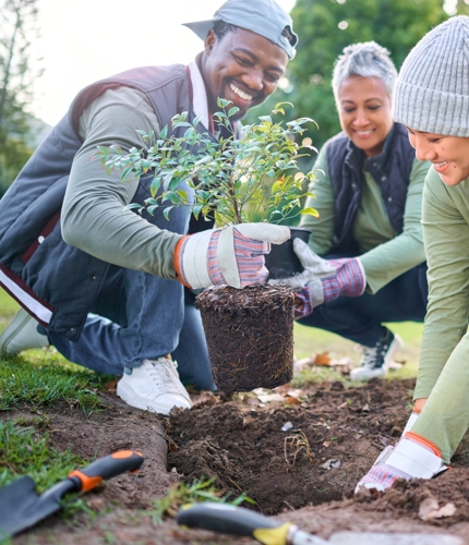 Planting Trees